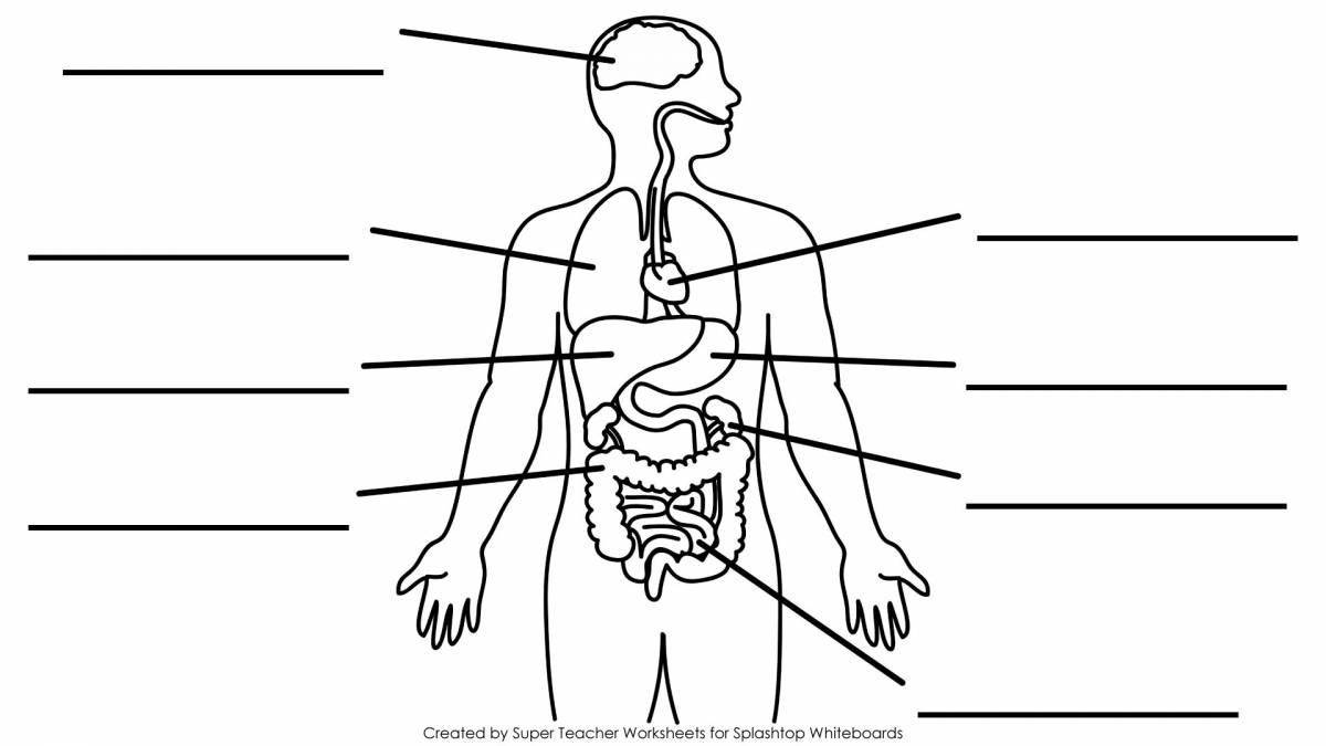 Иллюстративная раскраска человеческого тела с внутренними органами