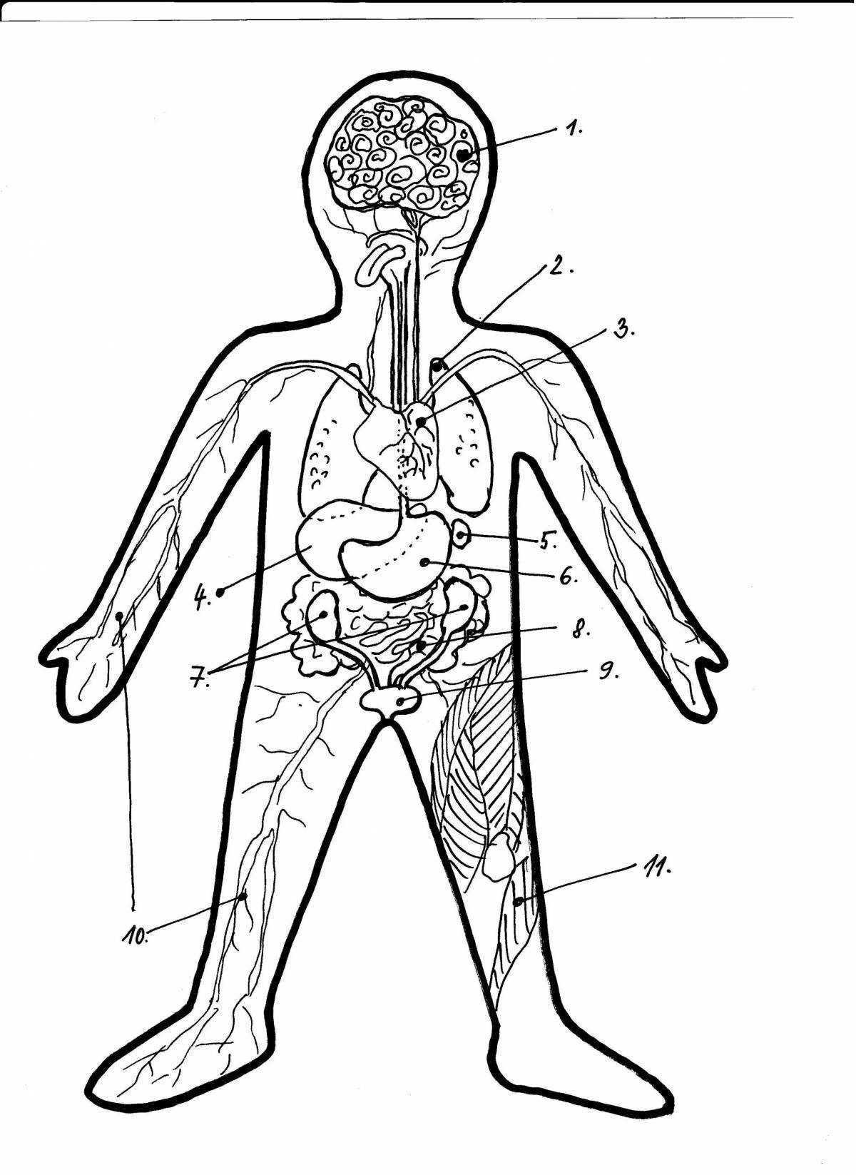 Выдающаяся раскраска человеческого тела с внутренними органами