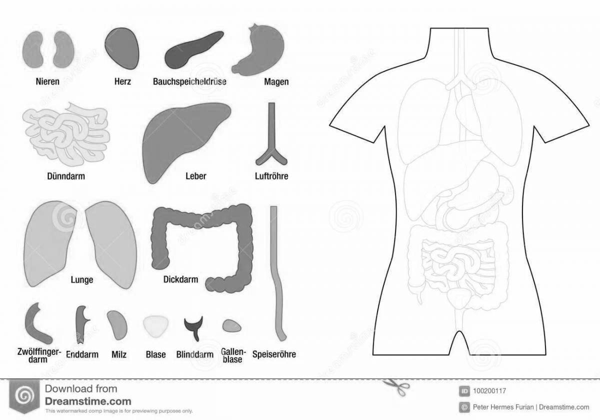 Креативная раскраска человеческого тела с внутренними органами