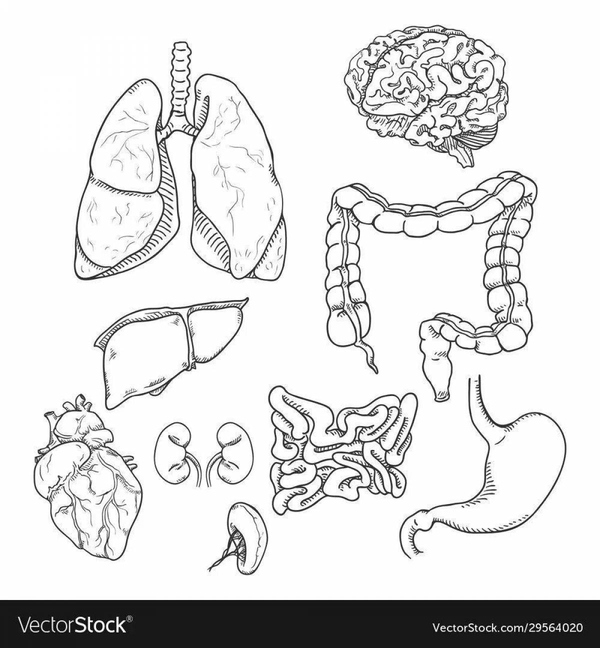Inspiring coloring book of the human body with internal organs