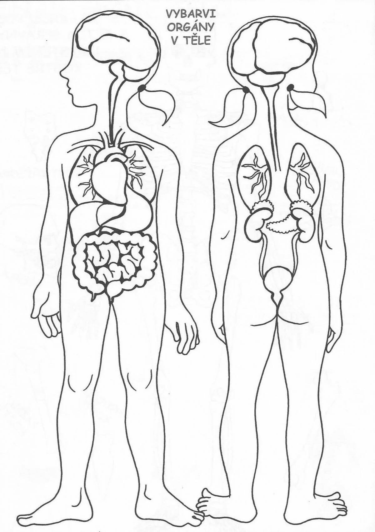 Цветная раскраска человеческое тело с внутренними органами