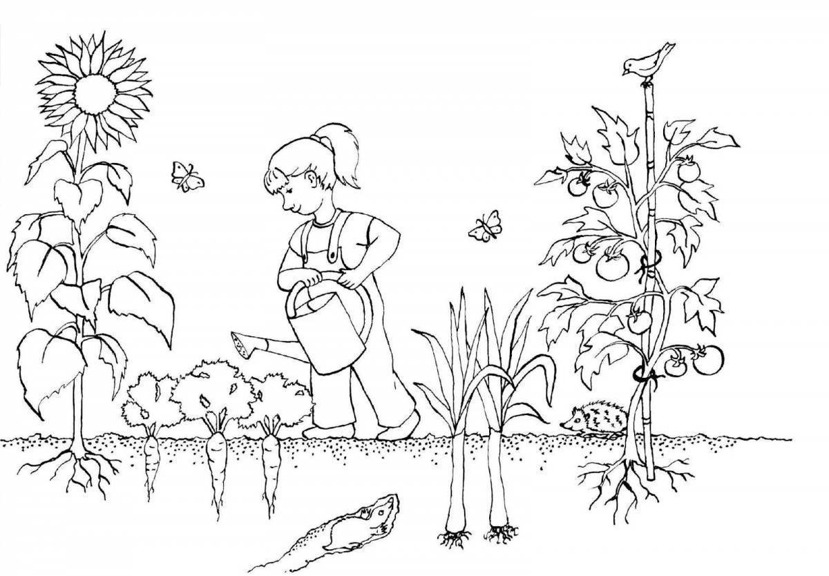 растения огорода картинки для детей