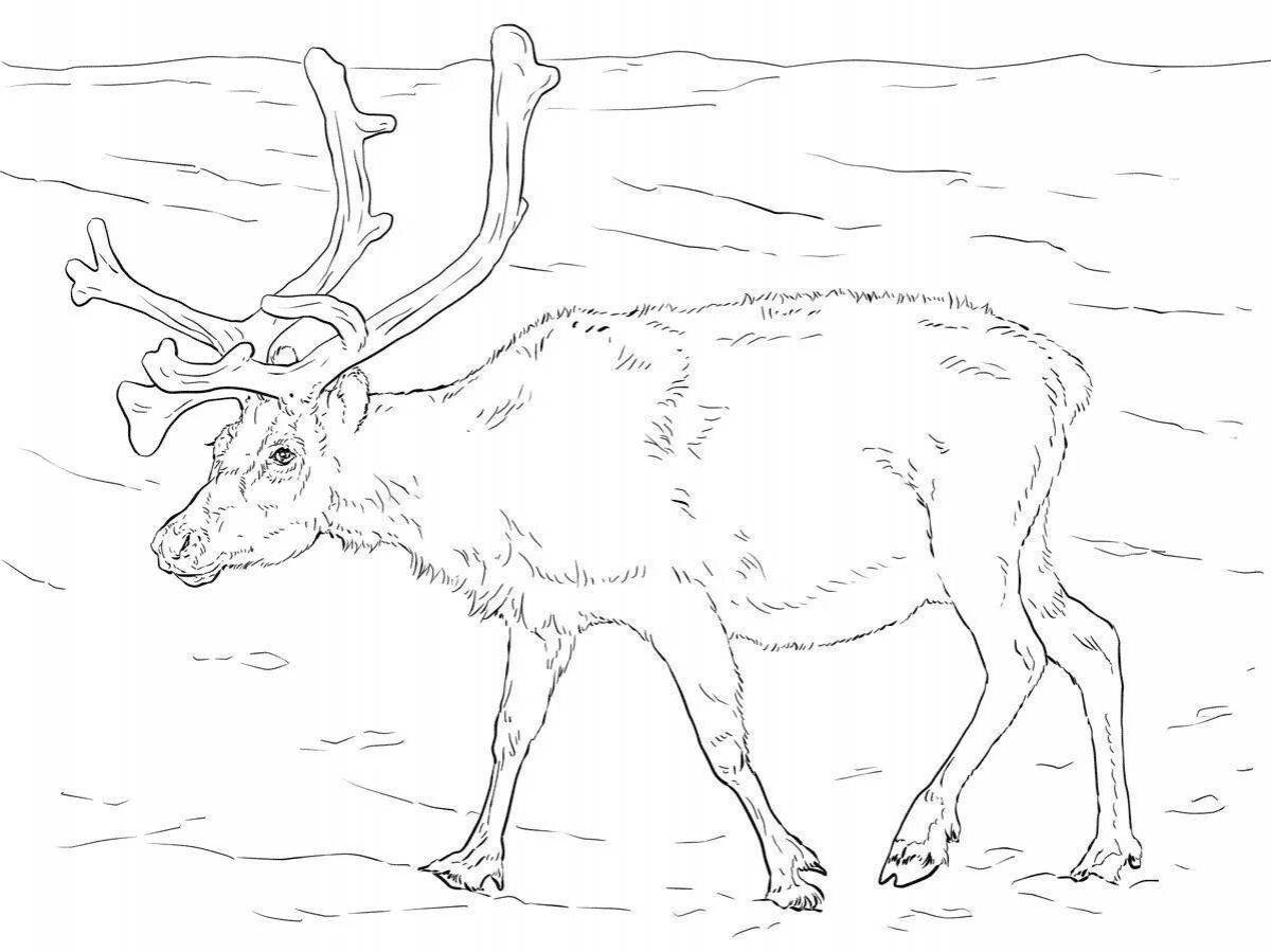 Fine coloring pages animals of the north