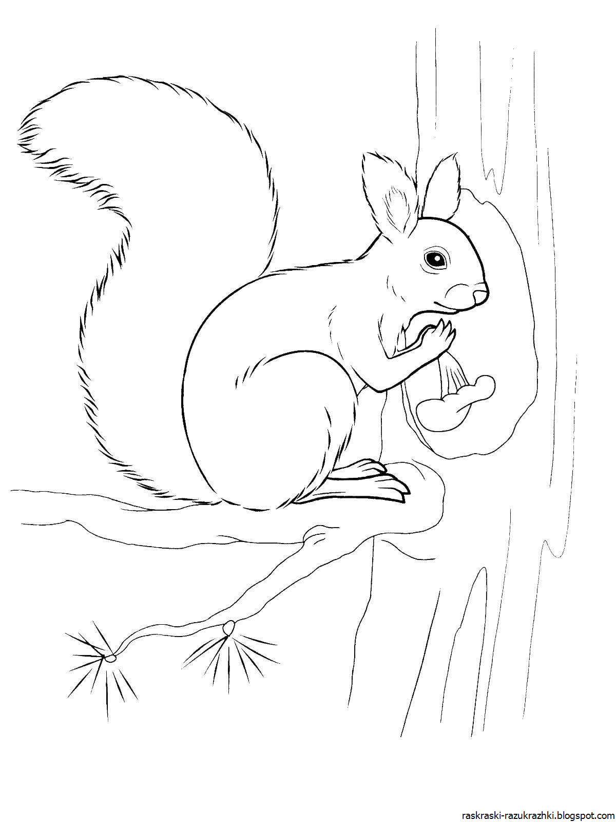 Colorful squirrel nuts coloring pages for kids
