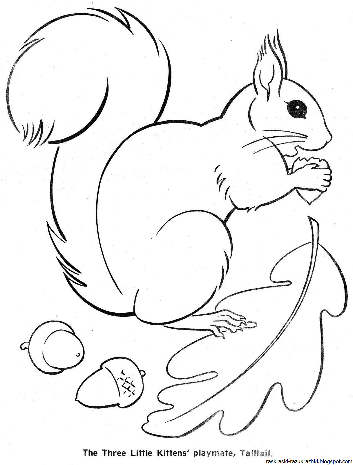 Squirrel nuts playful coloring book for kids