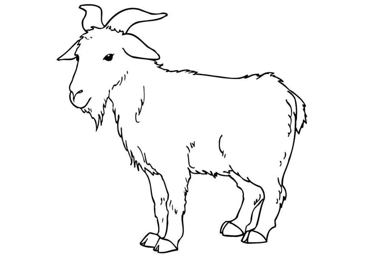 Photo Coloring cute goat for children 5-6 years old
