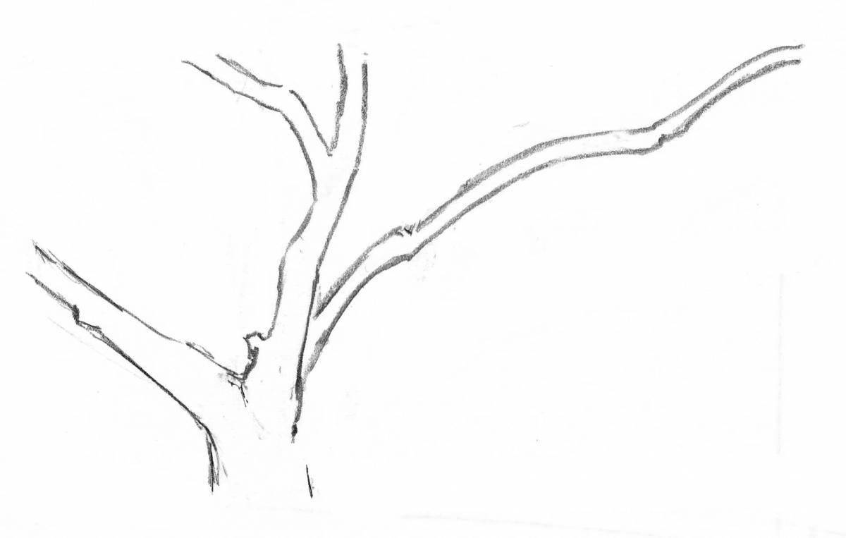Раскраска «прекрасное раскидистое дерево»