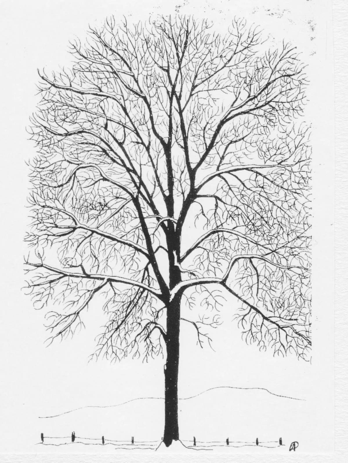 Living drawing of a sprawling tree