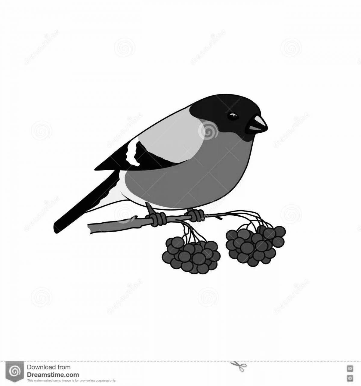 Adorable Bullfinch Coloring Page for Toddlers