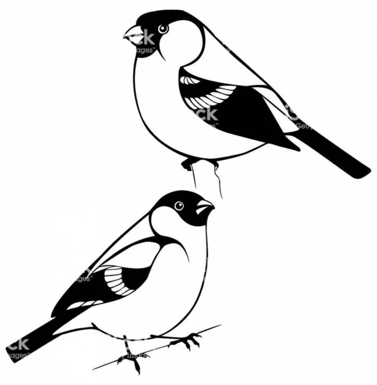 Showy bullfinch coloring for kids