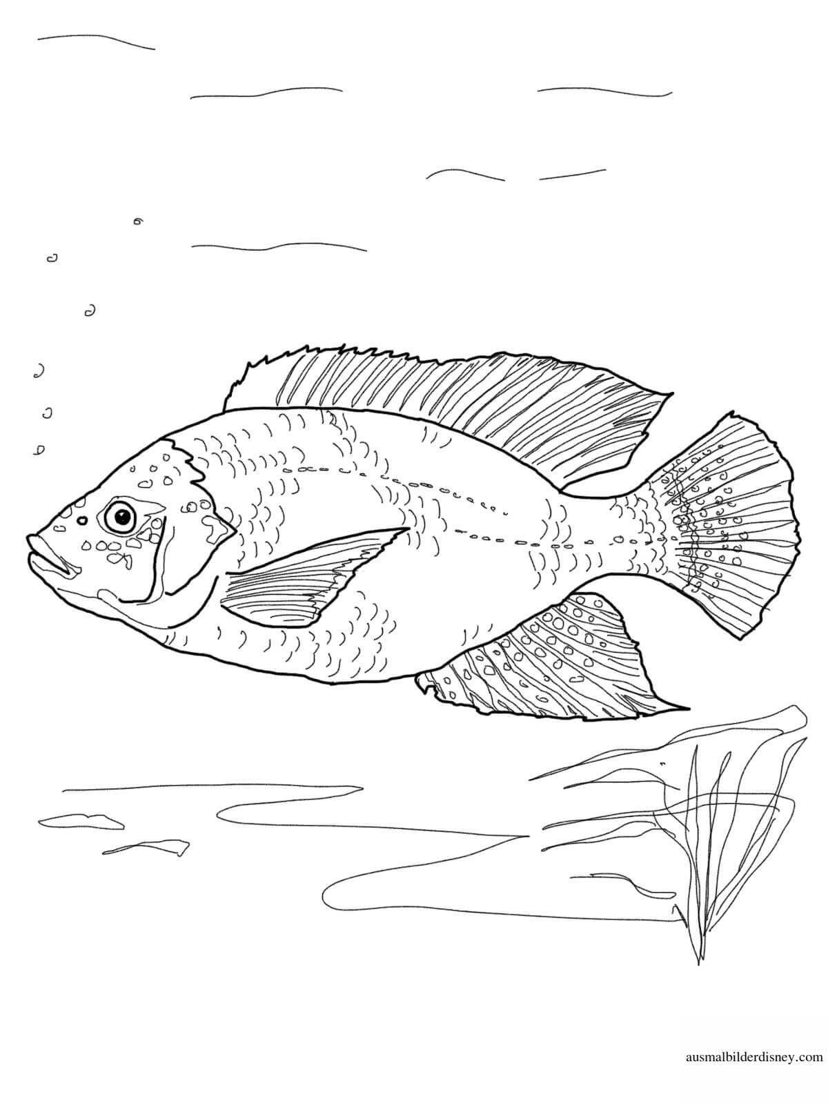 Coloring page amazing river fish