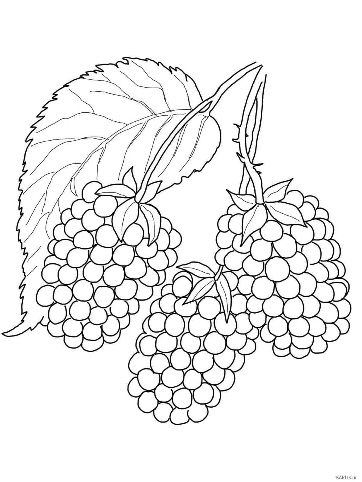 Living raspberry coloring book for toddlers 3-4