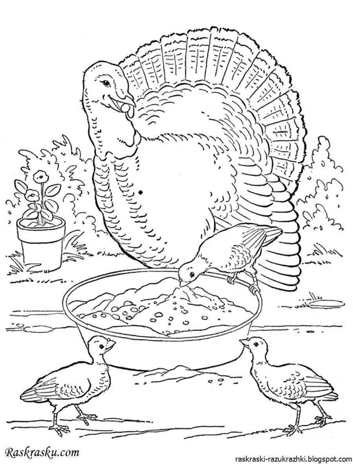 Adorable poultry coloring page for 5-7 year olds