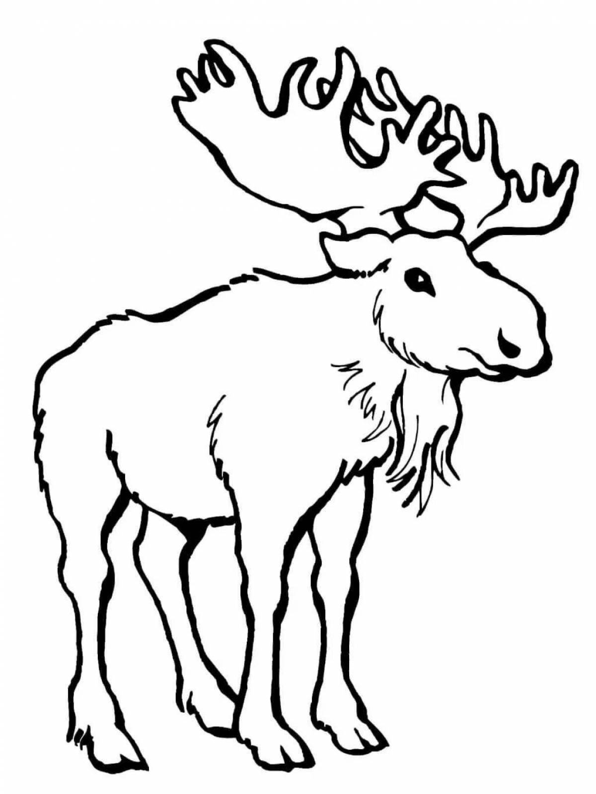 Gorgeous Moose coloring book for 6-7 year olds