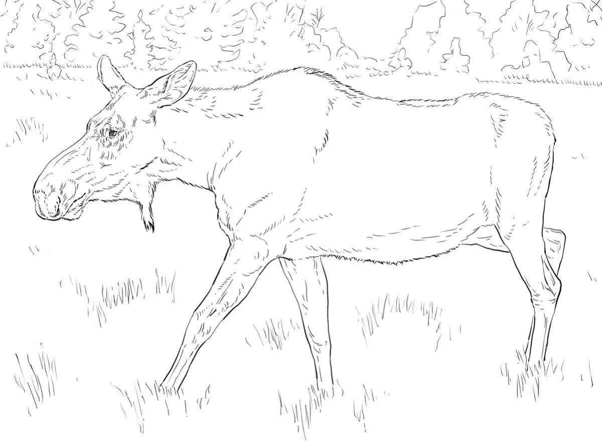 Gorgeous elk coloring book for 6-7 year olds
