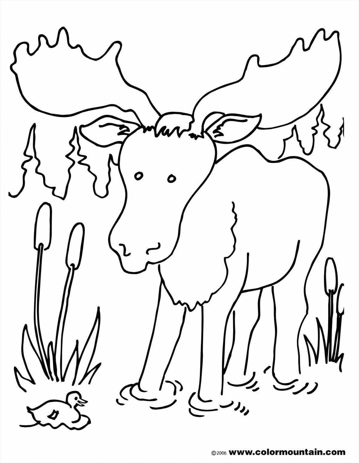 Awesome elk coloring book for 6-7 year olds