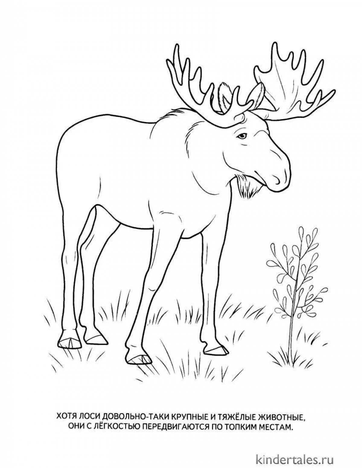 Amazing elk coloring book for 6-7 year olds