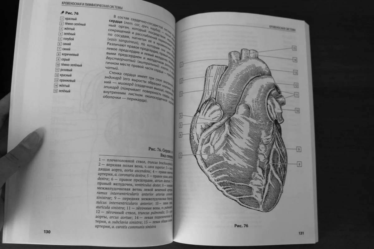 Amazing coloring book atlas of human anatomy