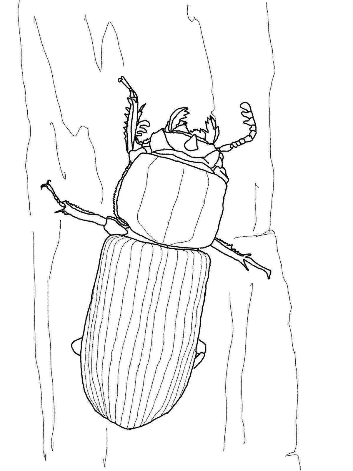 Charming beetle coloring book