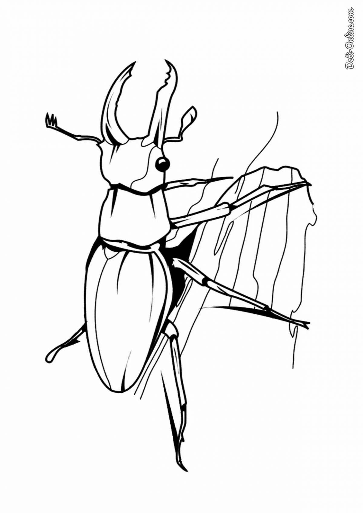 Elegant beetle coloring book