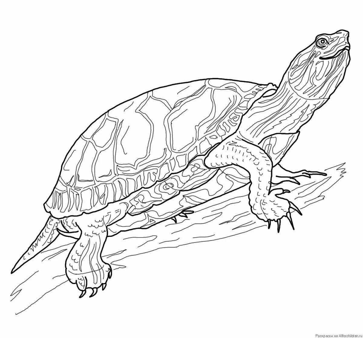Exquisite reptile coloring pages