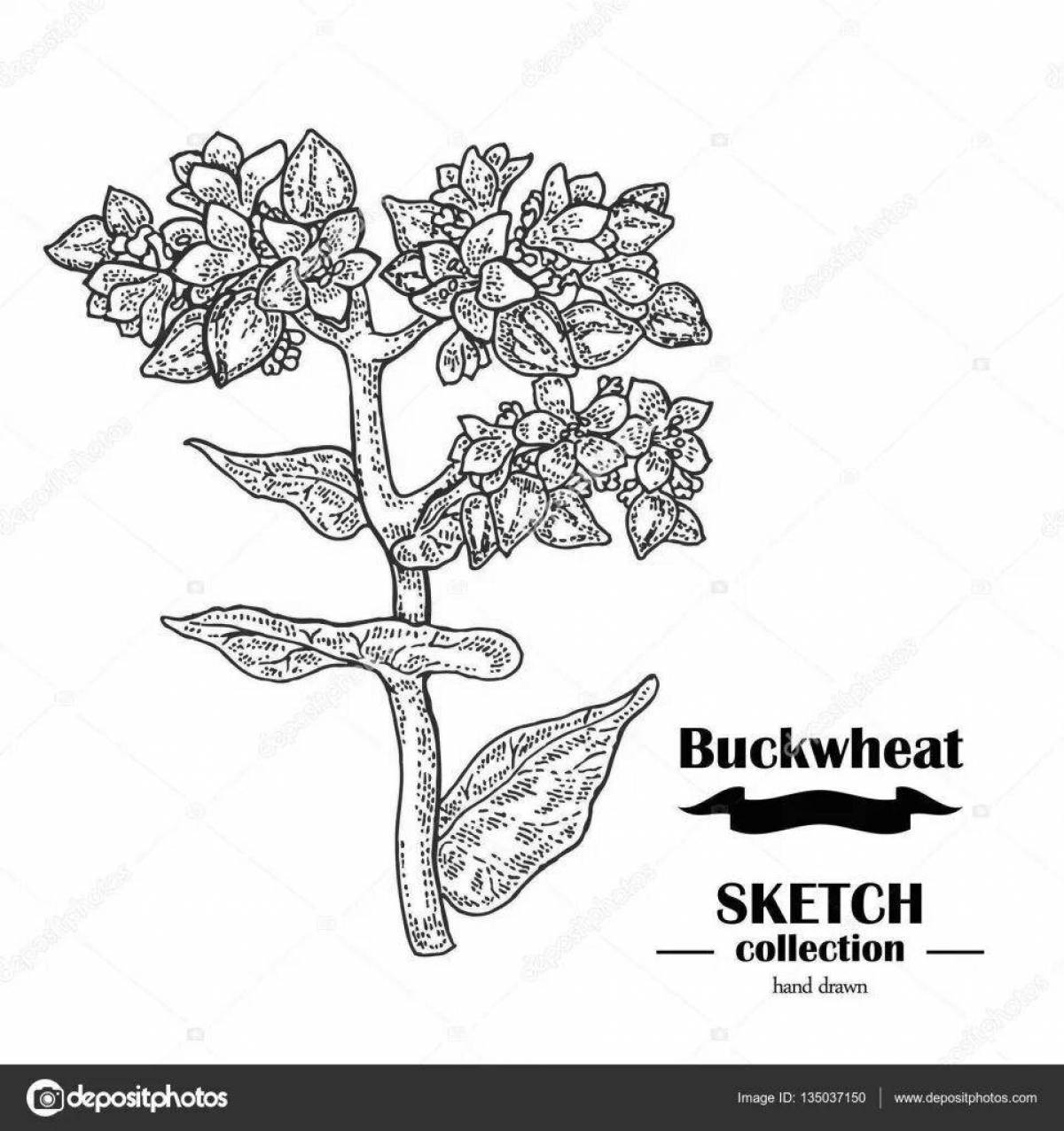 Playful buckwheat coloring page