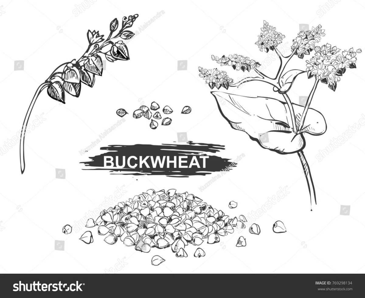 Animated buckwheat coloring page