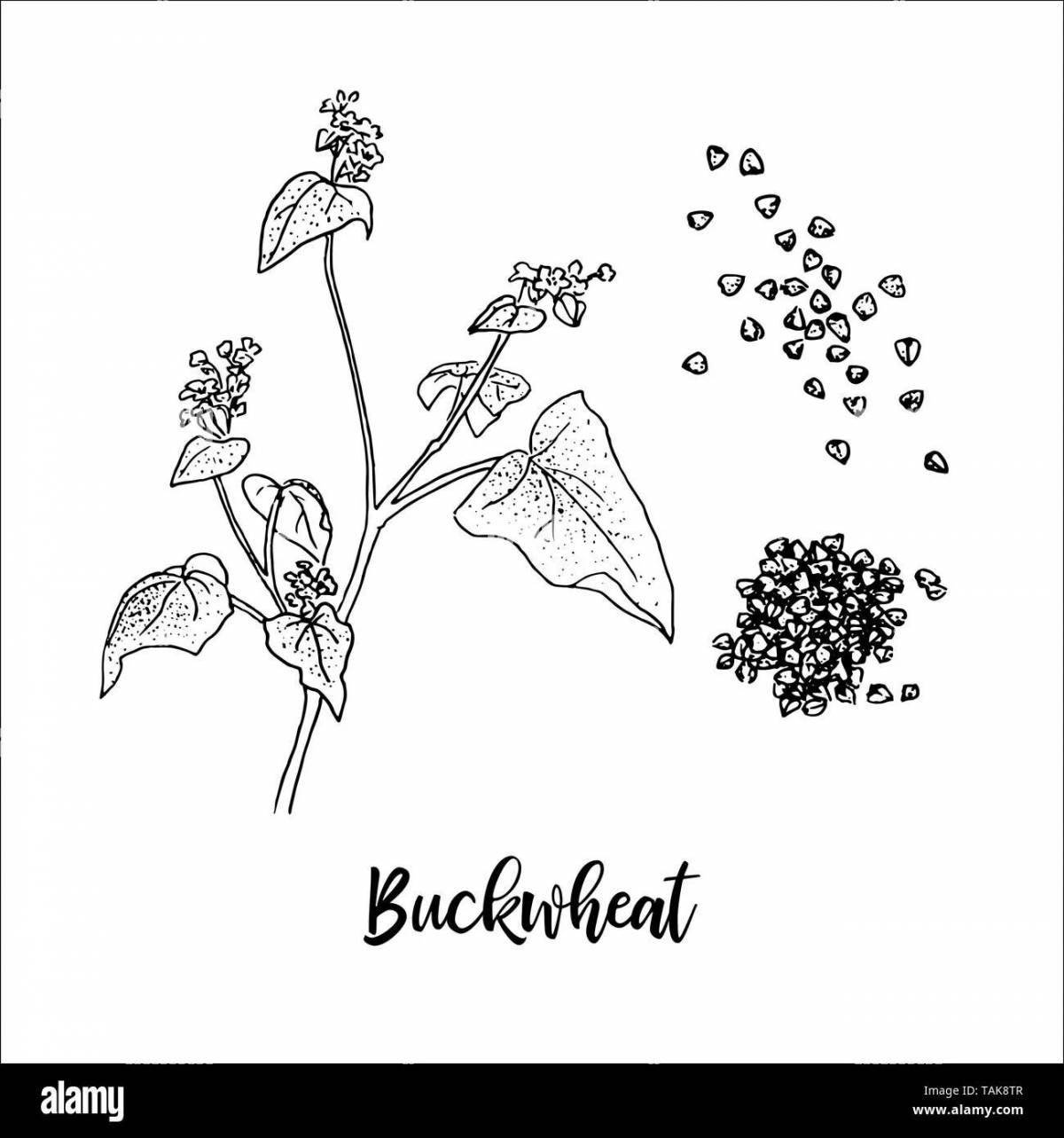 Buckwheat #3