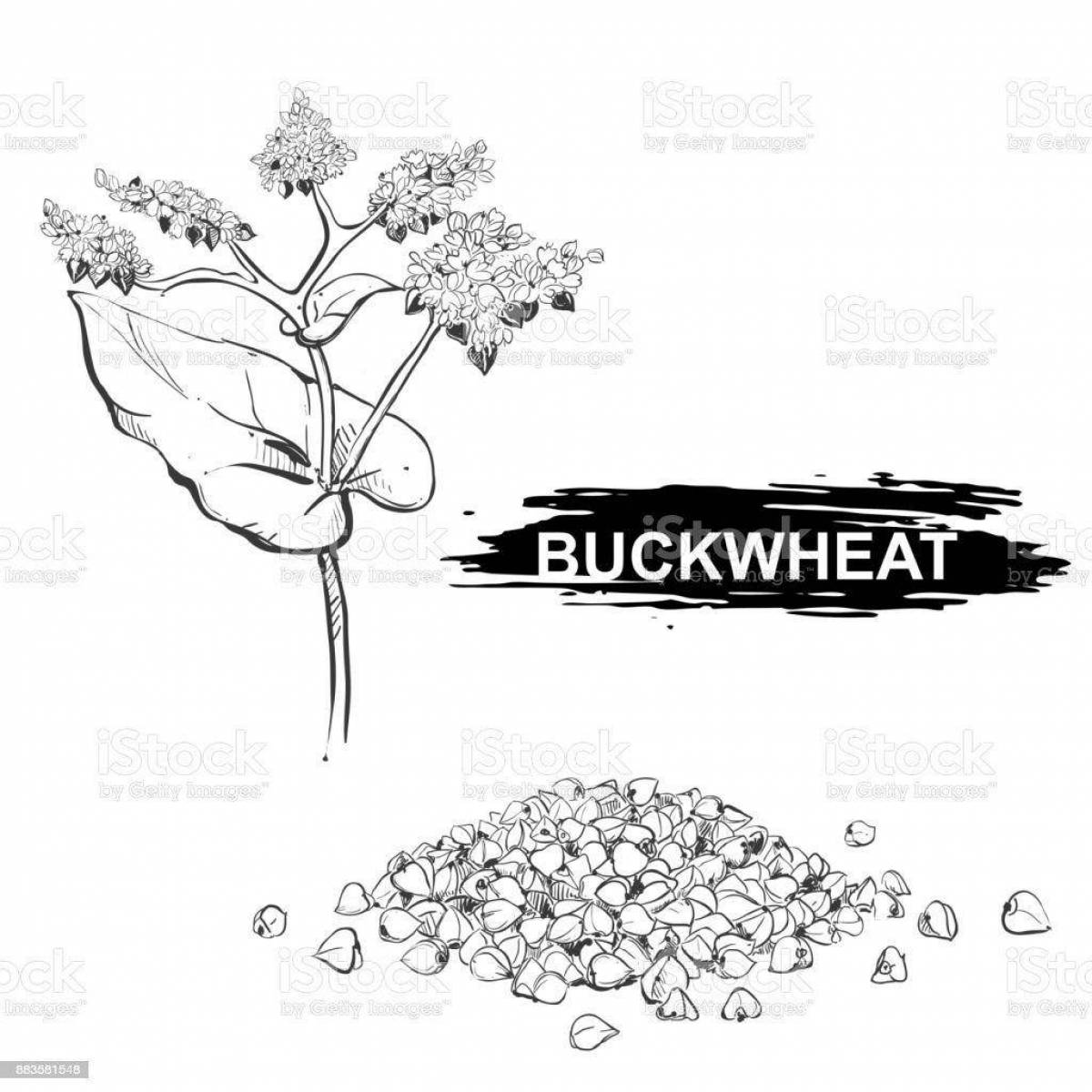 Buckwheat #5