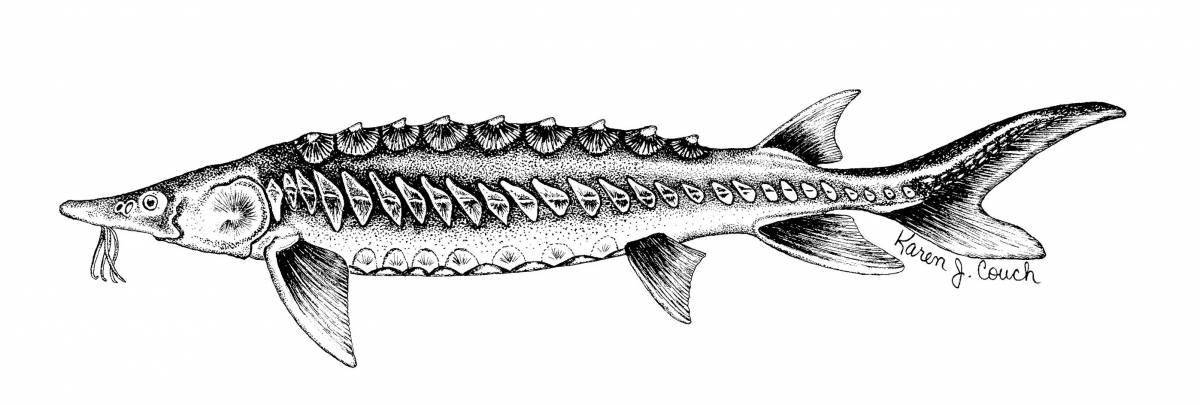 Раскраска радостная стерлядь
