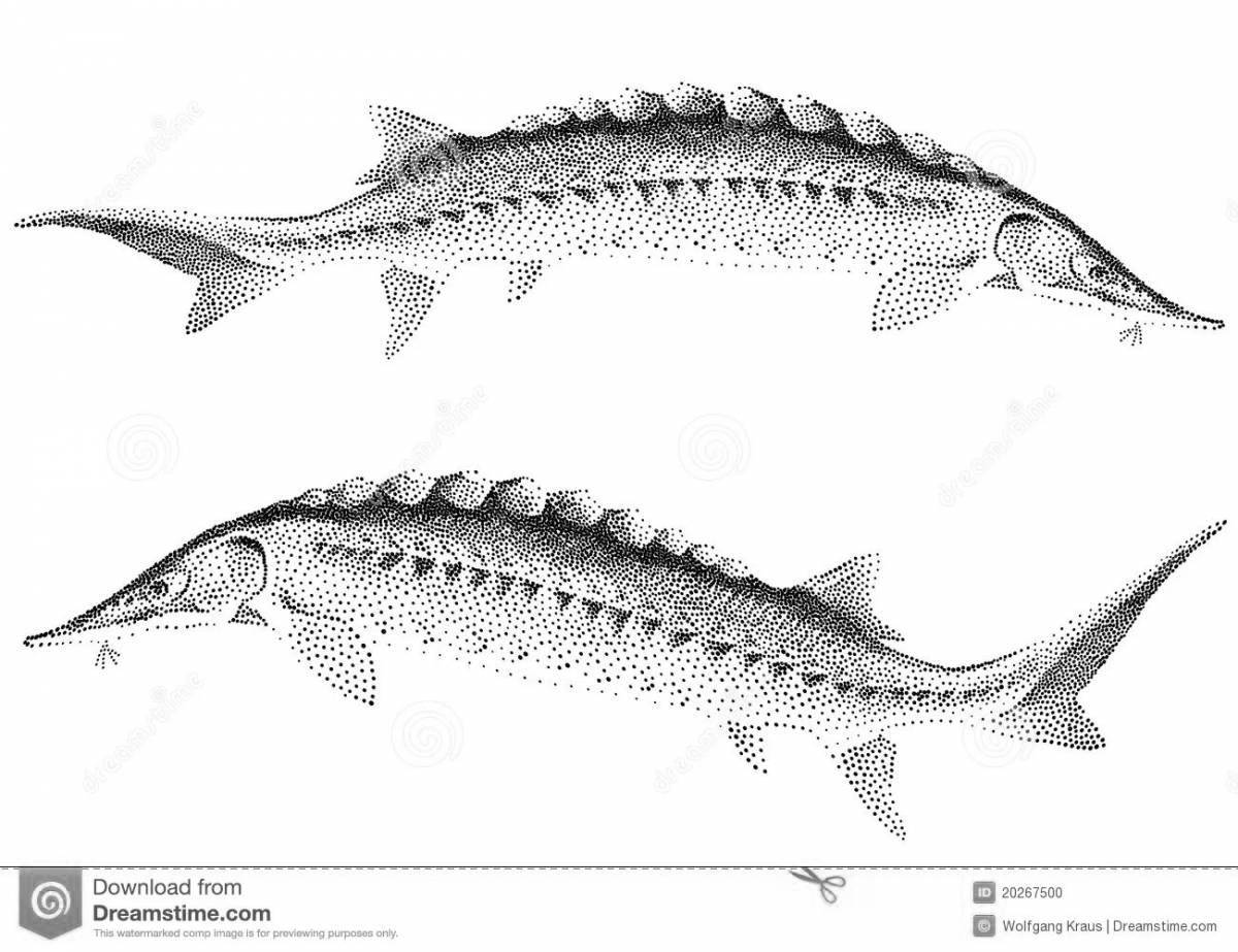 Забавная раскраска стерляди