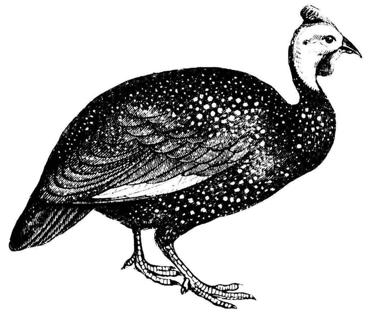 Colorful guinea fowl coloring page