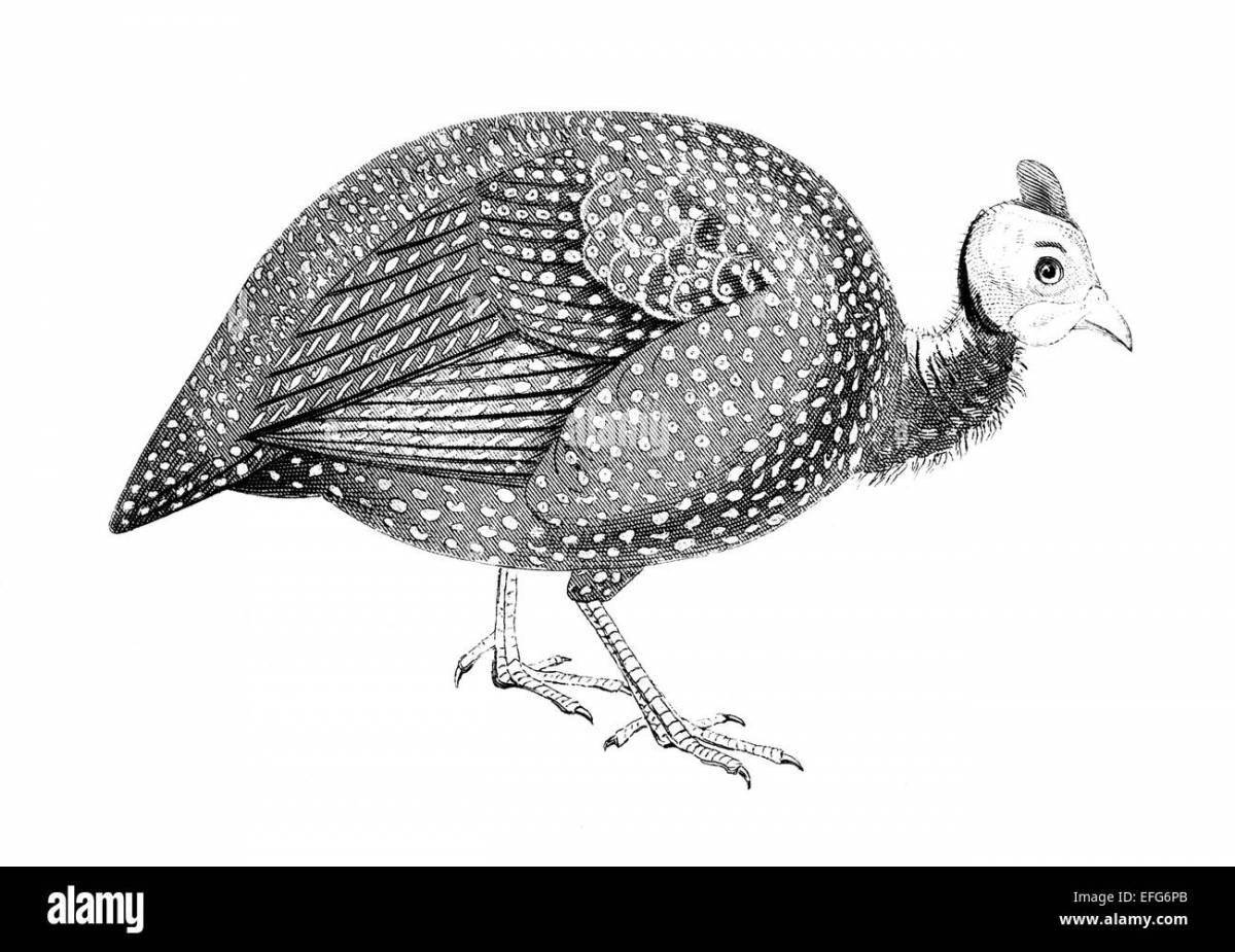 Photo Animated guinea fowl coloring page