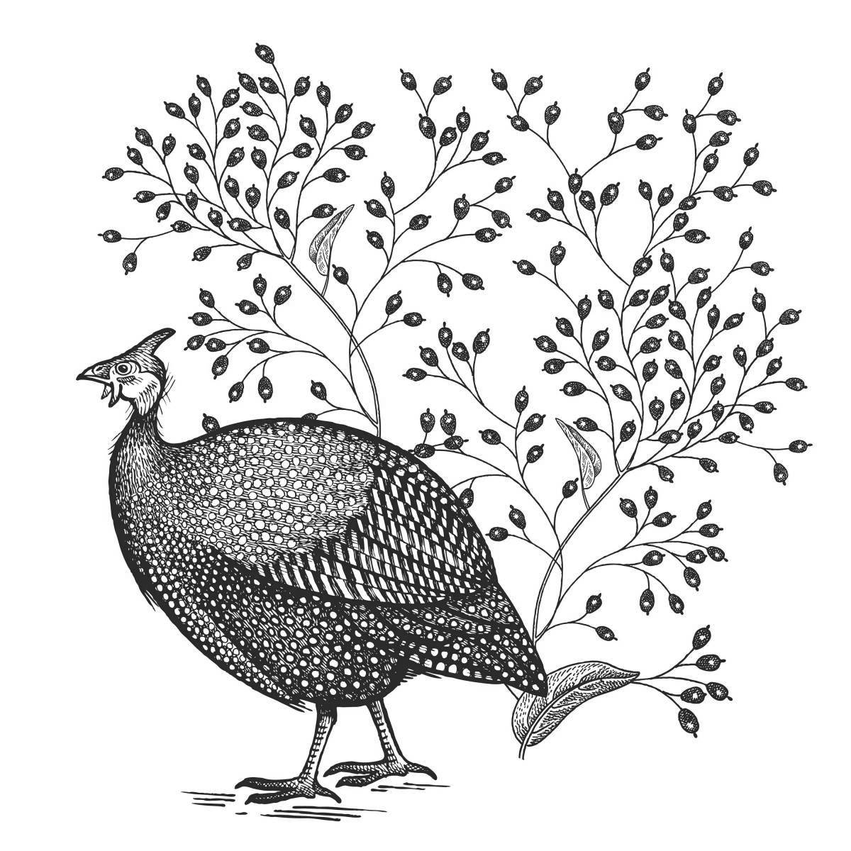 Coloring wild guinea fowl