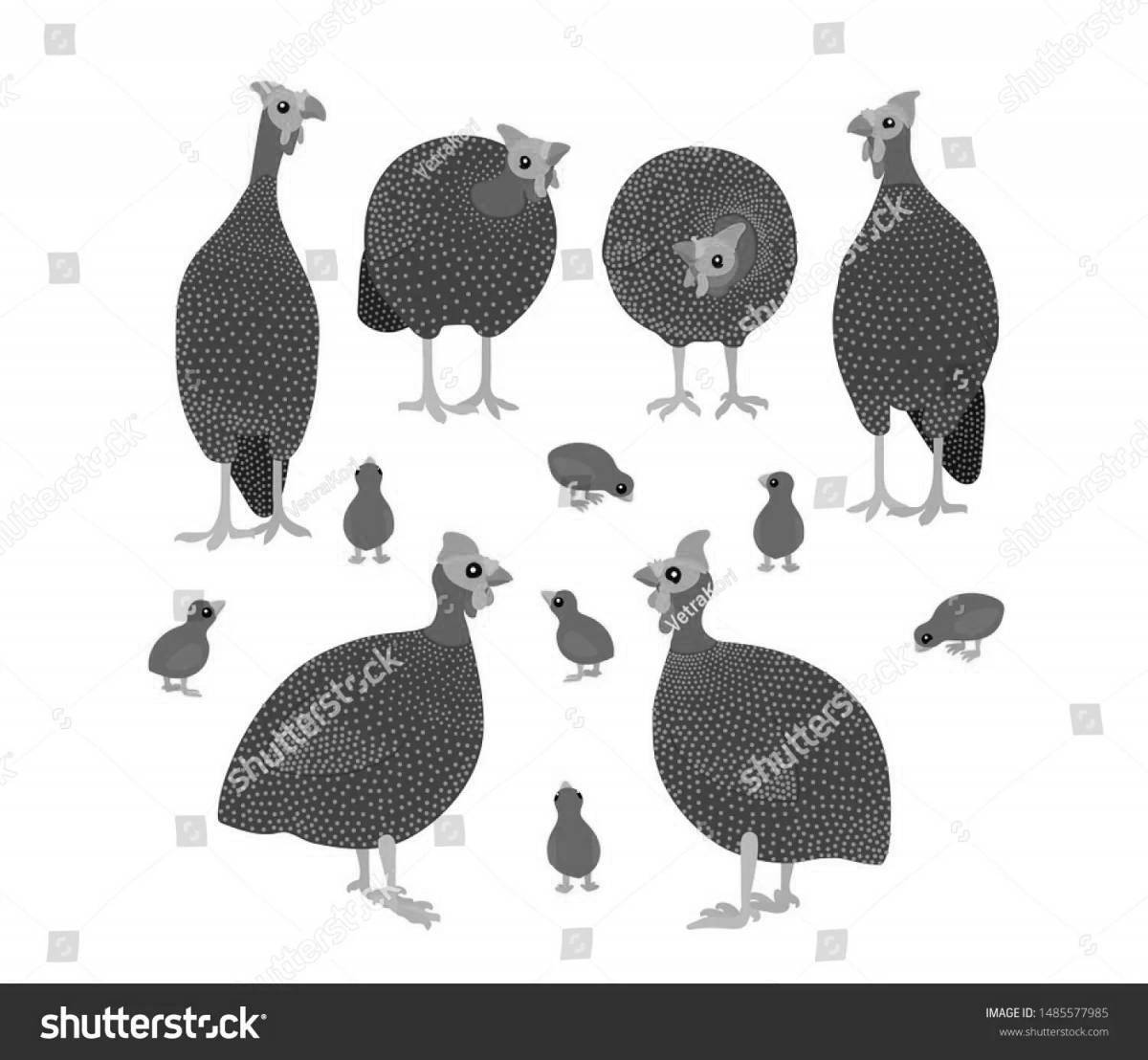 Coloring page gorgeous guinea fowl