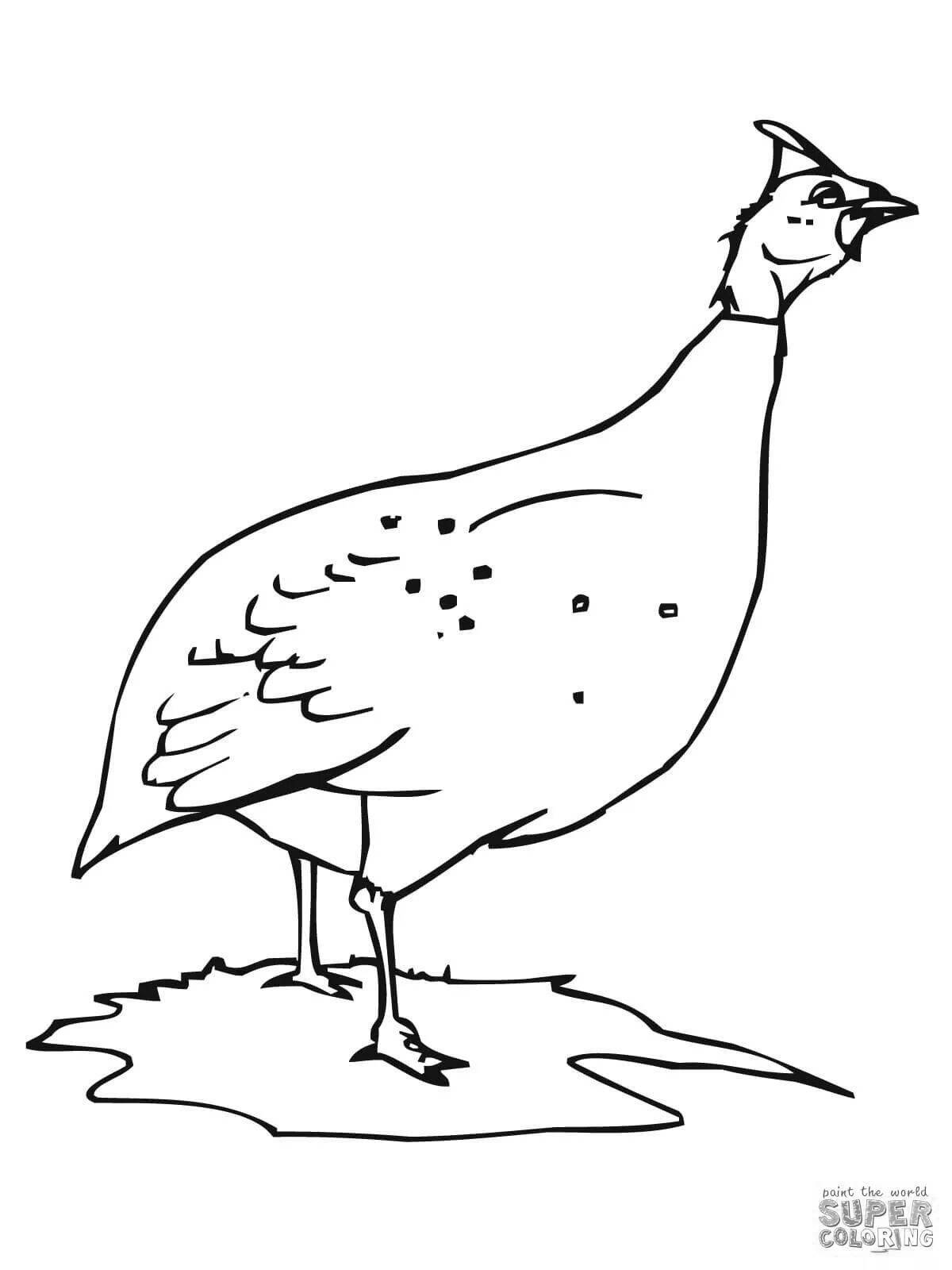 Humorous guinea fowl coloring book