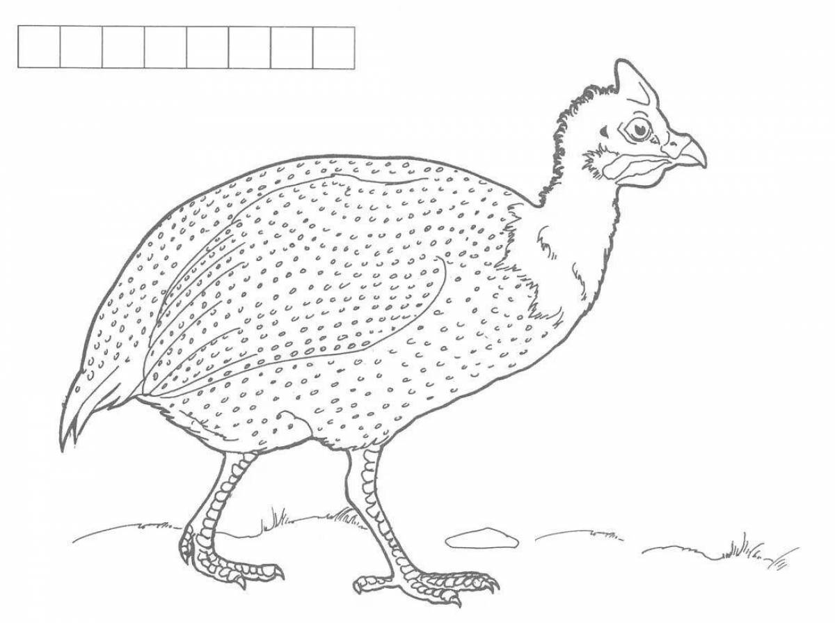 Photo Fancy guinea fowl coloring book