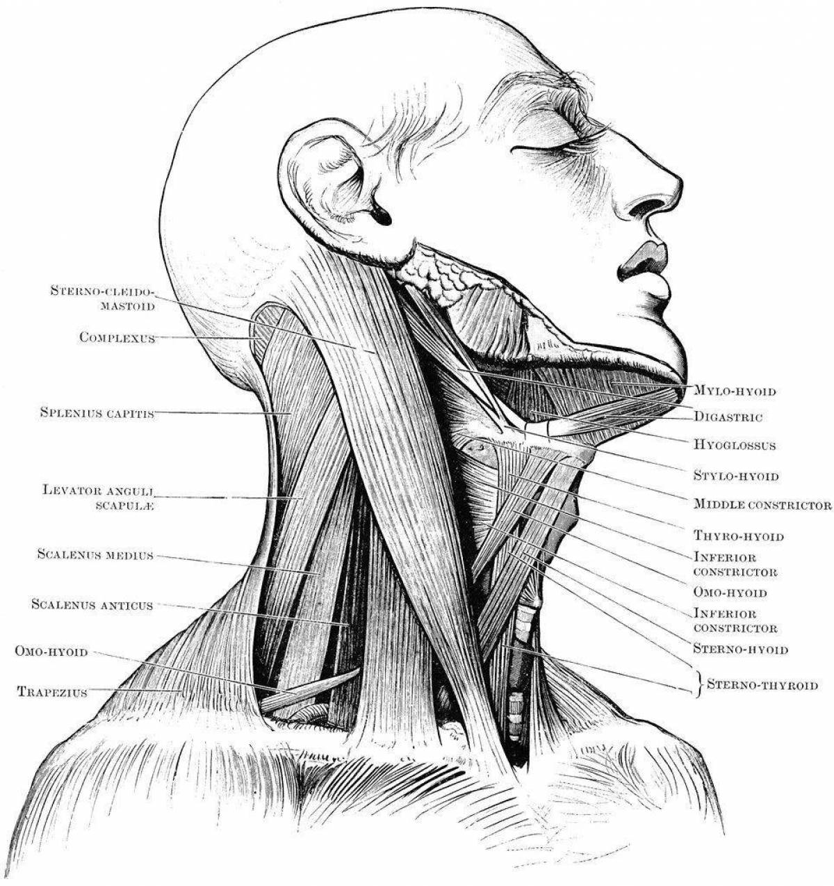 Анатомия шеи референс