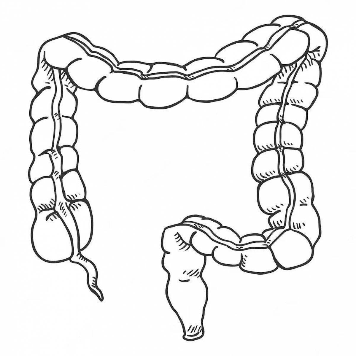 Как нарисовать кишки
