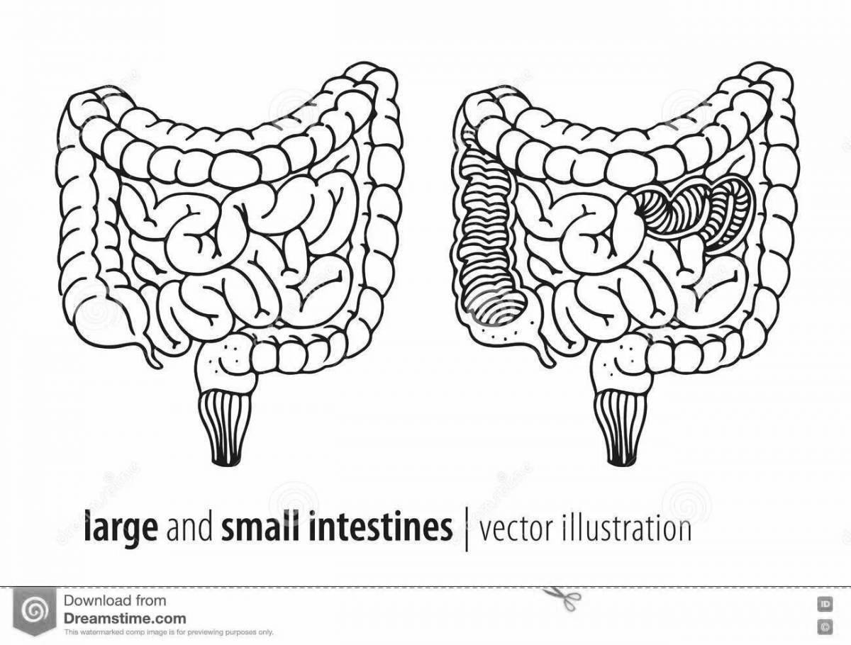 Строение кишечника рисунок