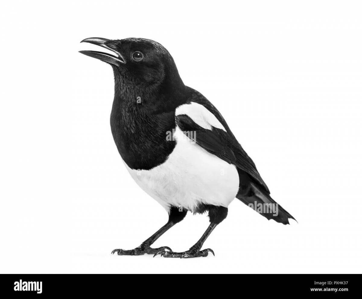 Coloring page glorious sauyskan