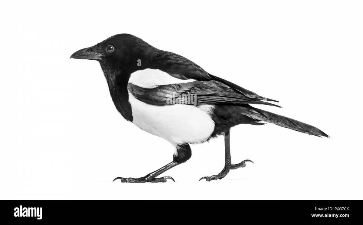 Coloring page charming sauyskan