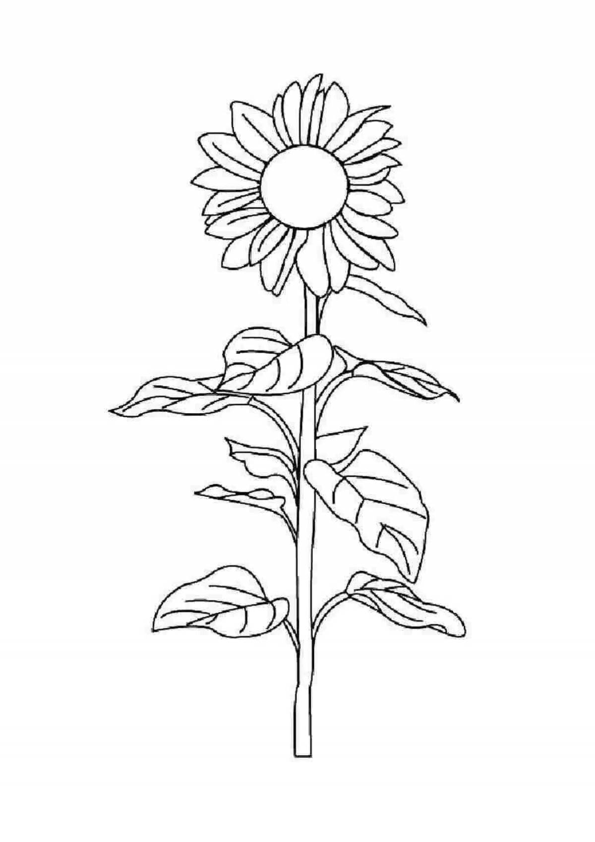 Bright coloring kunbagys