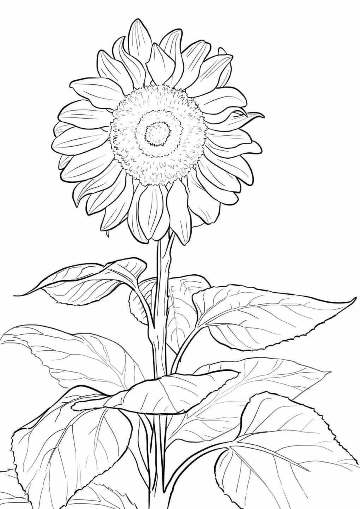 Wonderful kunbagis coloring book