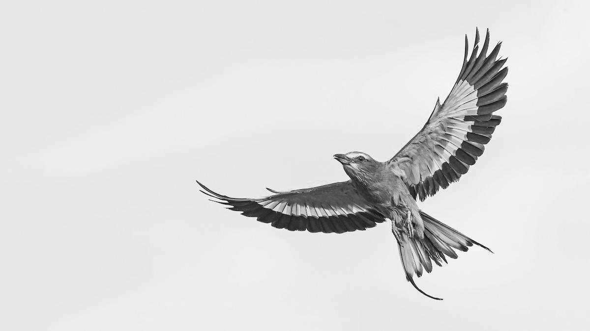 Live video coloring page