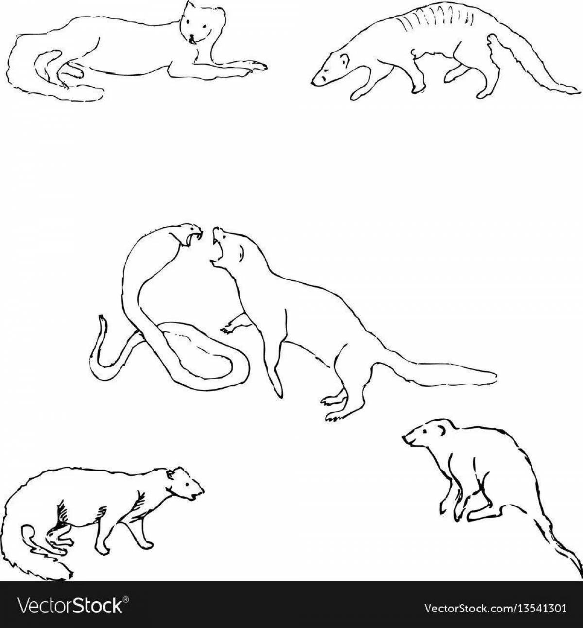 Animated mongoose coloring page