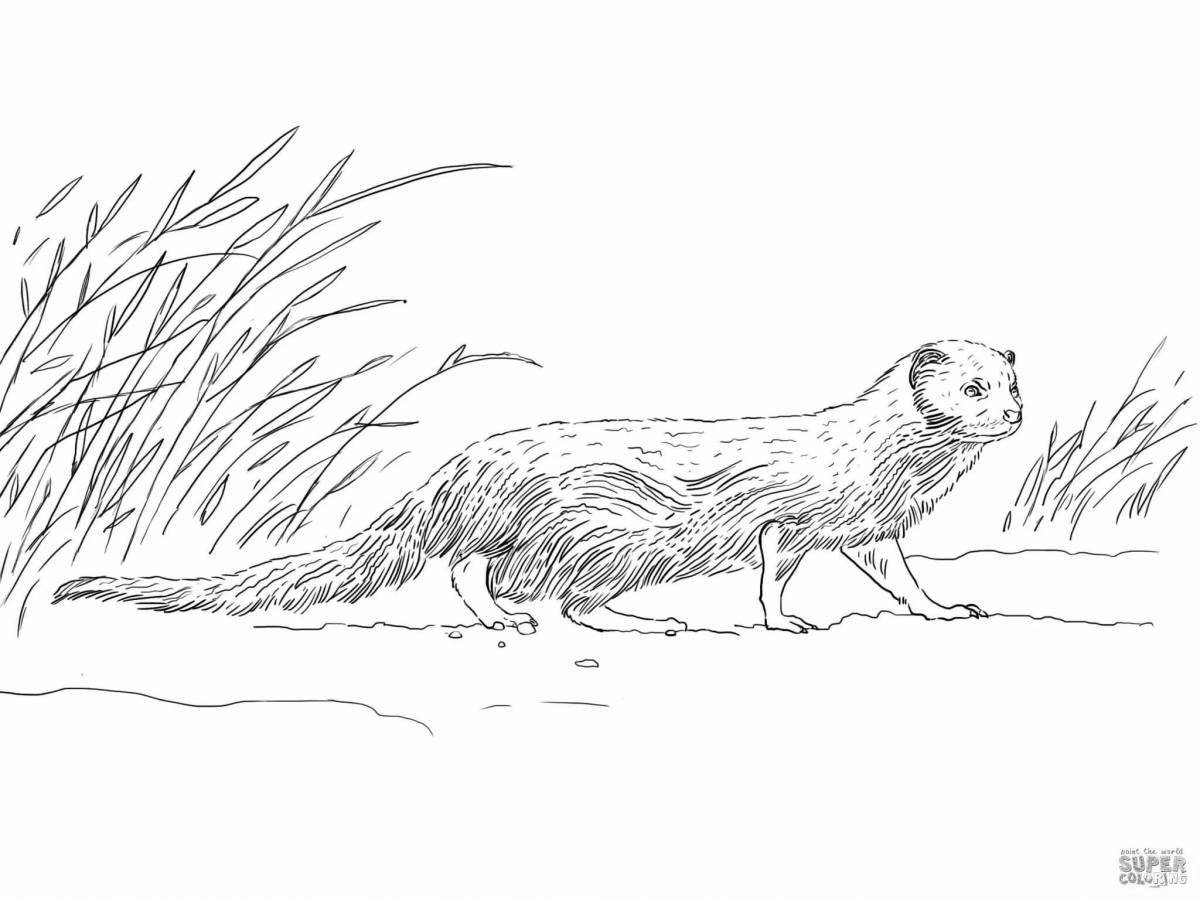 Fat mongoose coloring page