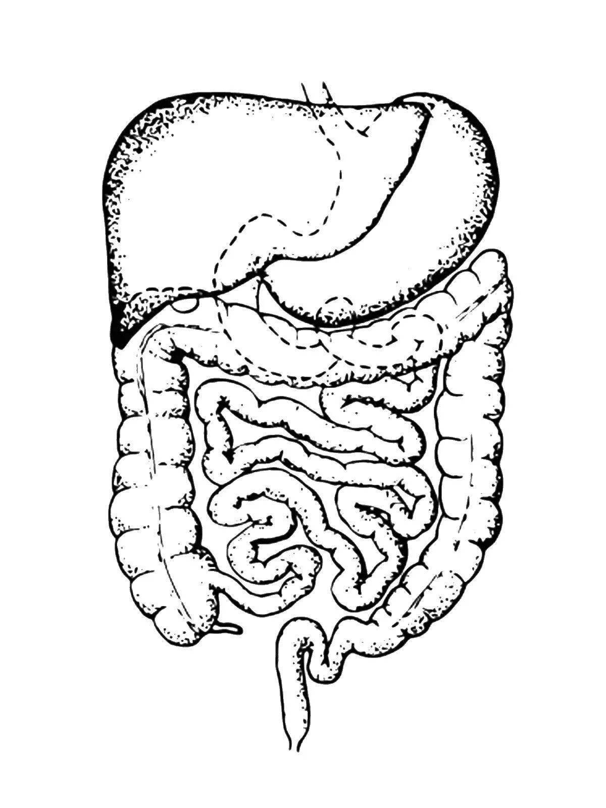 Adorable gut coloring