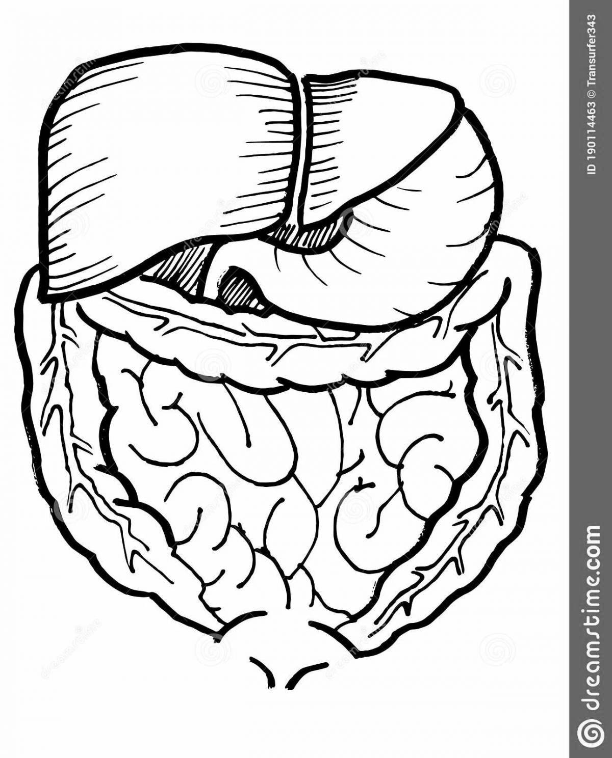 Glowing gut coloring pages