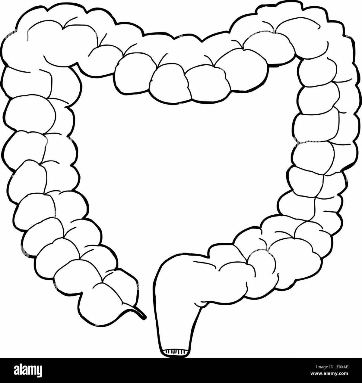 Нарисовать кишечник человека